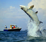 tarpon fishing
