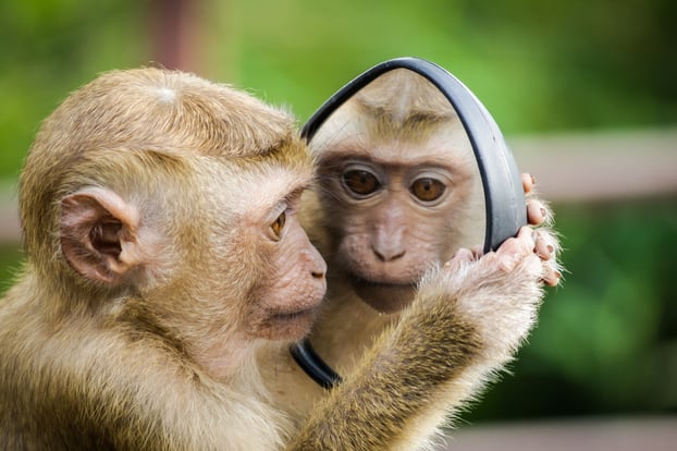 closeup-photo-of-primate-1207875